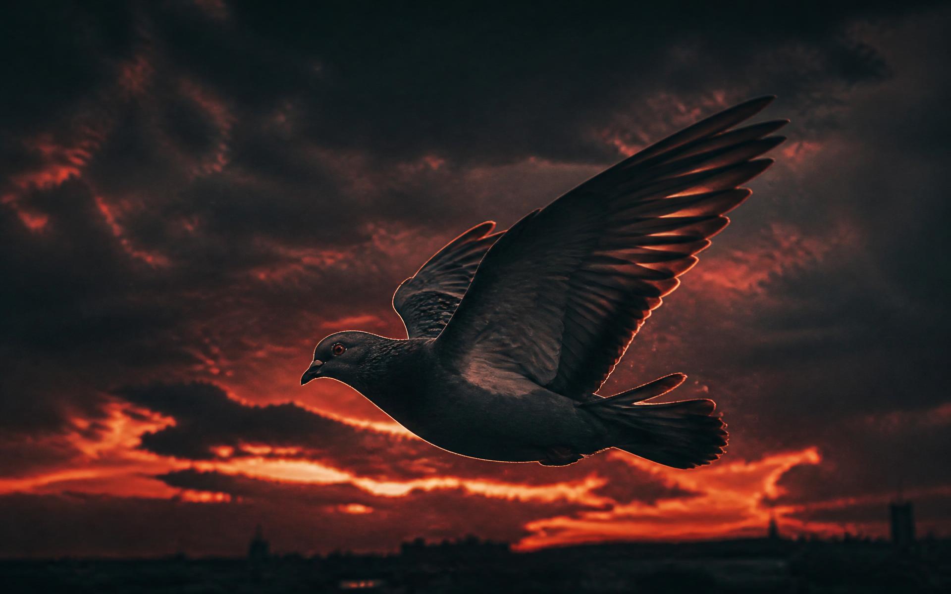 Racing pigeons in flight